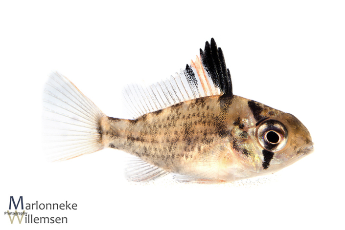 Mikrogeophagus altispinosus 7 weken oud
