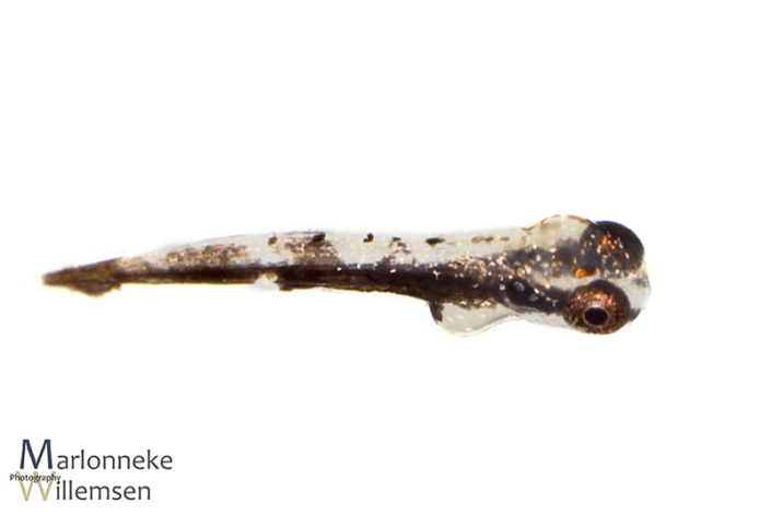 Dwerg potloodvisje, Nannostomus marginatus, enkele uren oud