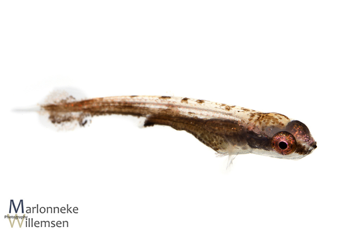 Dwerg potloodvisje, Nannostomus marginatus, 1 week oud