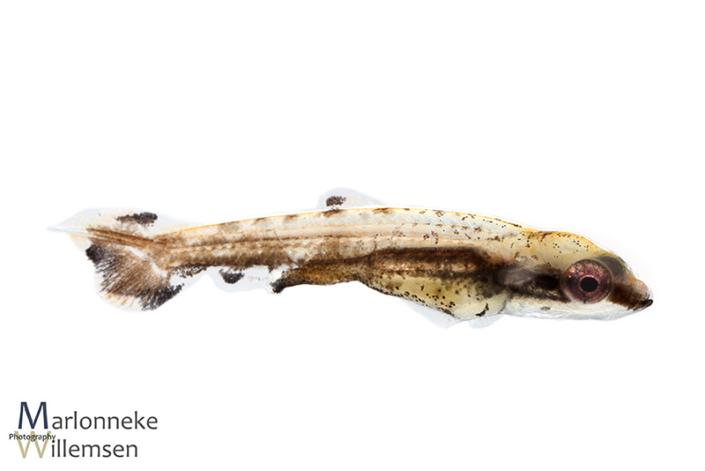 Dwerg potloodvisje, Nannostomus marginatus, 2 weken oud