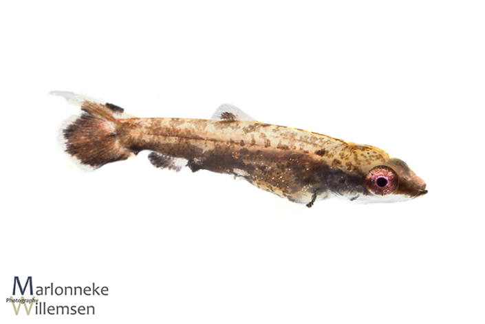 Dwerg potloodvisje, Nannostomus marginatus, 3 weken oud