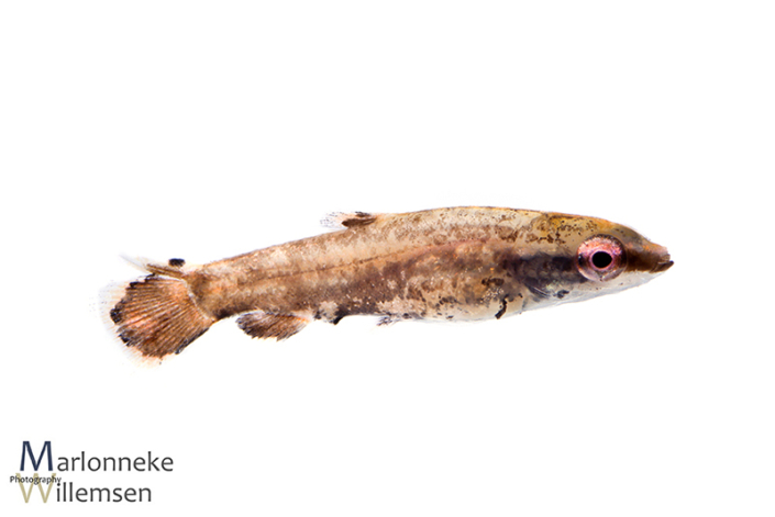 Dwerg potloodvisje, Nannostomus marginatus, 4 weken oud