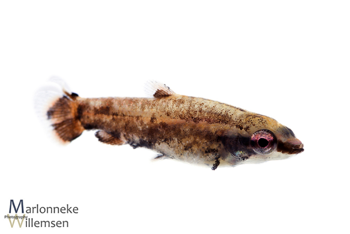 Dwerg potloodvisje, Nannostomus marginatus, 5 weken oud