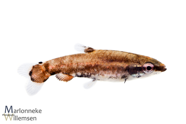 Dwerg potloodvisje, Nannostomus marginatus, 6 weken oud
