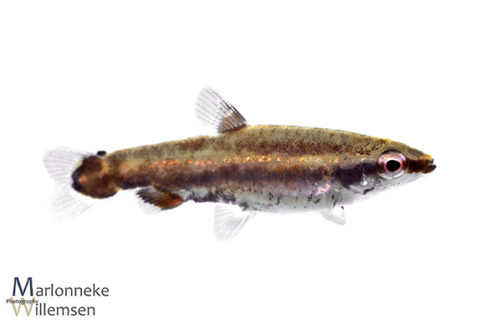 Dwerg potloodvisje, Nannostomus marginatus, 7 weken oud