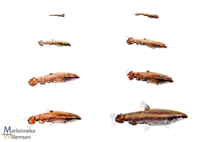 Overzicht van de groei en ontwikkeling van een Dwerg potloodvisje, Nannostomus marginatus, in de eerst 7 weken van zijn leven