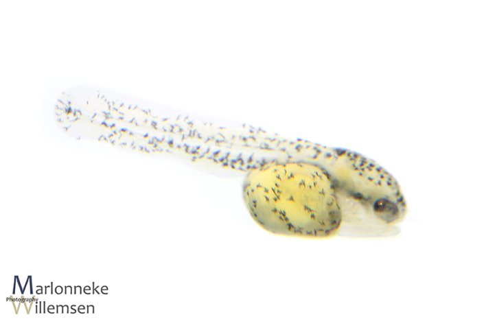 Otocinclus vittatus, a few hours old