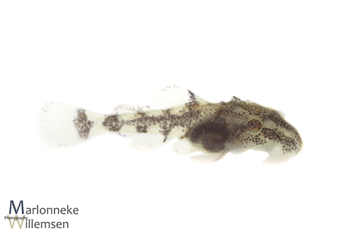 Otocinclus vittatus, 1 week old
