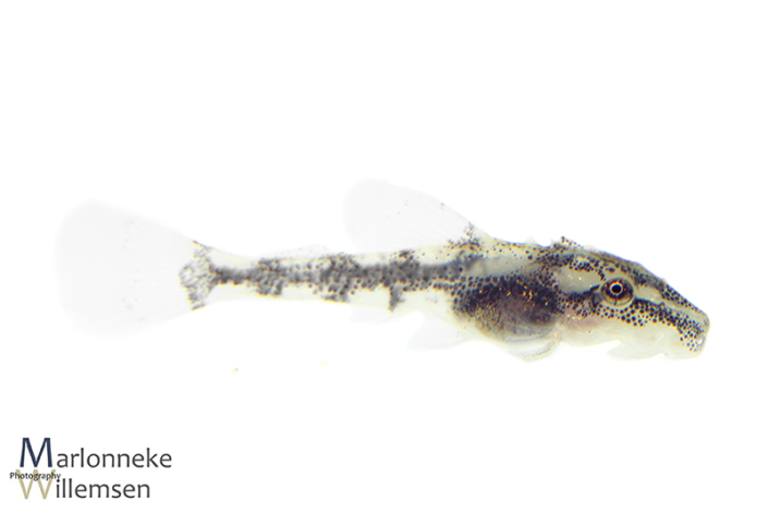 Otocinclus vittatus, 2 weeks old