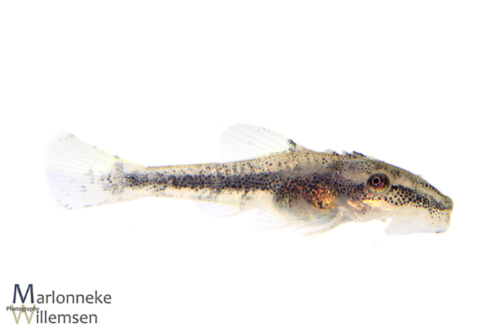Otocinclus vittatus, 3 weeks old