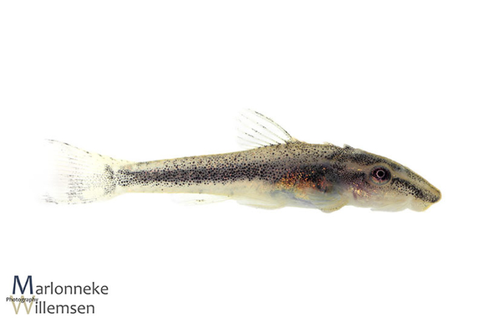 Otocinclus vittatus, 4 weeks old