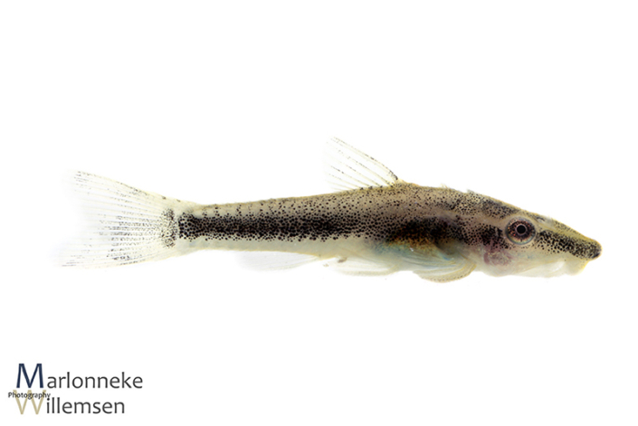 Otocinclus vittatus, 5 weeks old