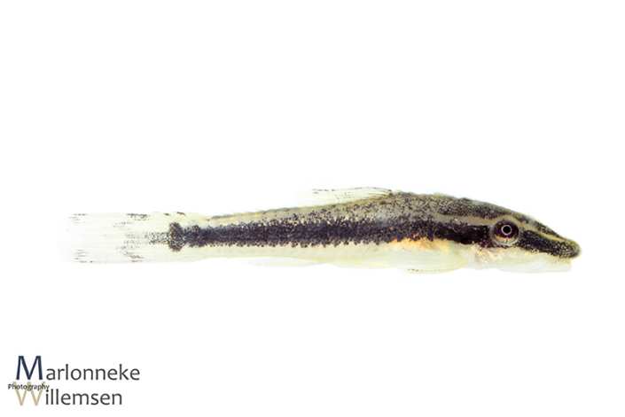 Otocinclus vittatus, 6 weeks old