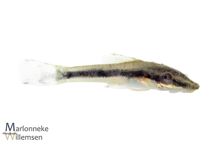 Otocinclus vittatus, 7 weeks old