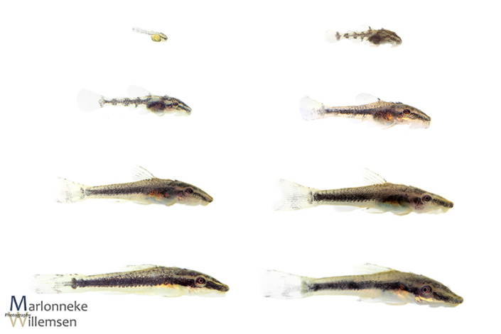 Overview of the growth and development of an Otocinclus vittatus in the first 7 weeks of its life