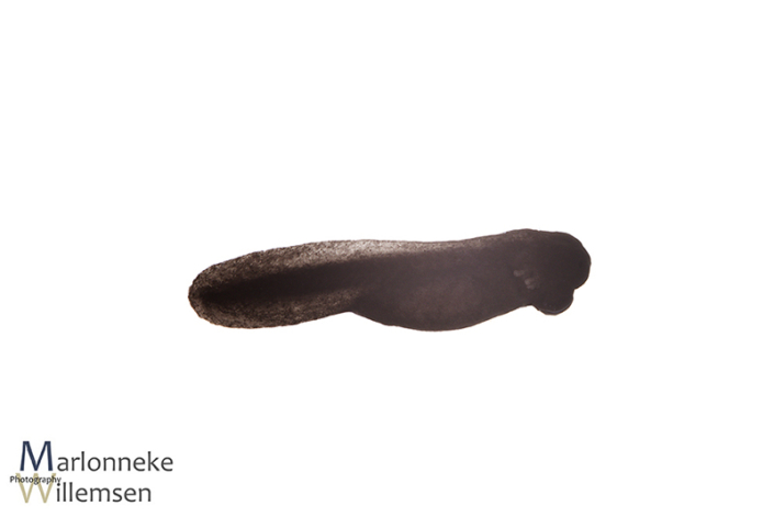 Gewone pad, Bufo bufo, enkele uren oud