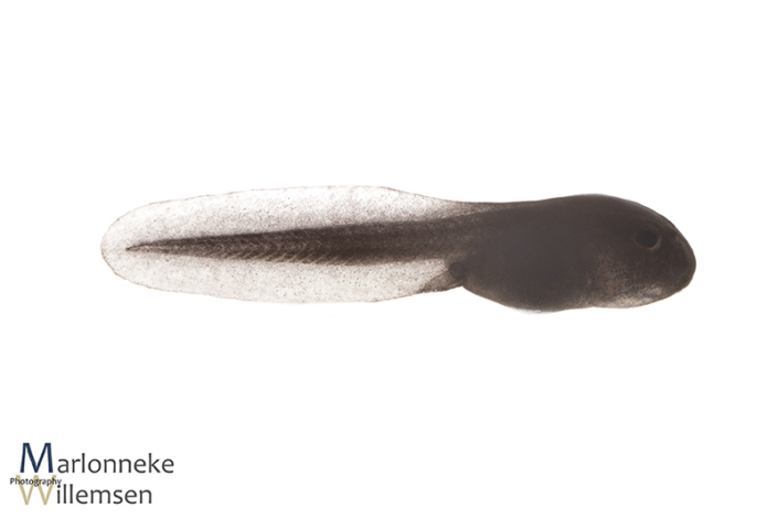 Gewone pad, Bufo bufo, 6 dagen oud