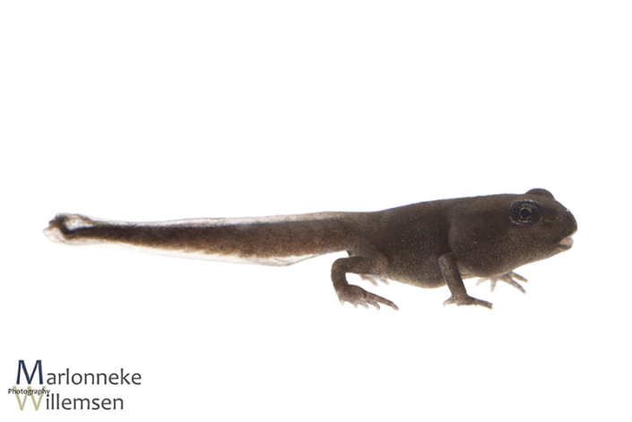Gewone pad, Bufo bufo, 36 dagen oud