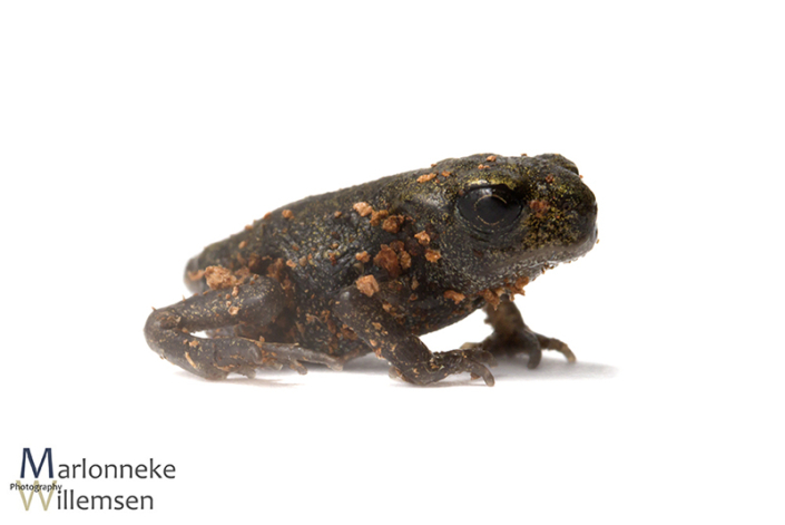 Gewone pad, Bufo bufo 6 weken oud