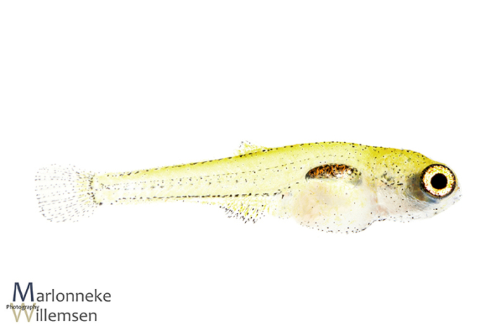 Pauwooggrondel, Tateurndina ocellicauda 2 weken oud