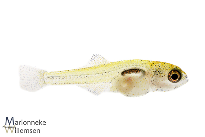Pauwooggrondel, Tateurndina ocellicauda 3 weken oud