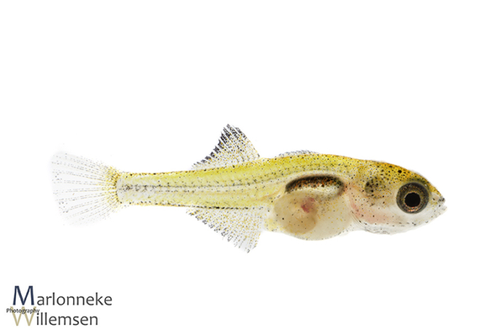 Pauwooggrondel, Tateurndina ocellicauda 4 weken oud