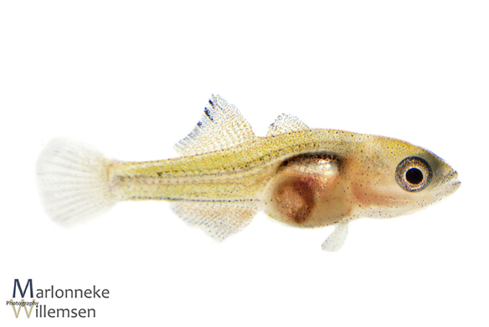Pauwooggrondel, Tateurndina ocellicauda 5 weken oud