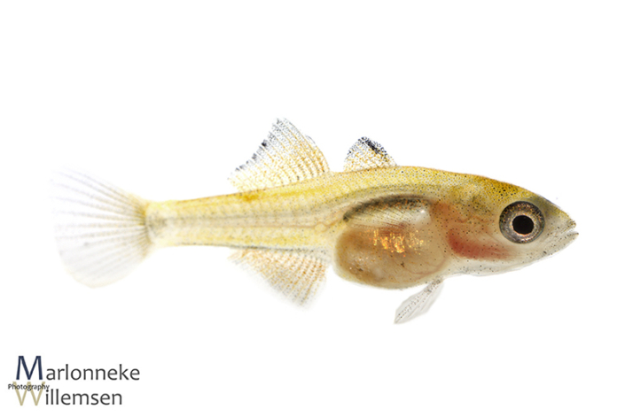 Pauwooggrondel, Tateurndina ocellicauda 6 weken oud