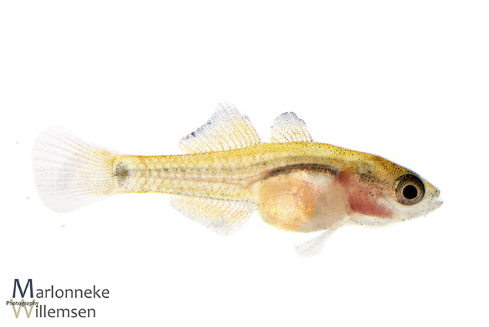 Pauwooggrondel, Tateurndina ocellicauda 7 weken oud