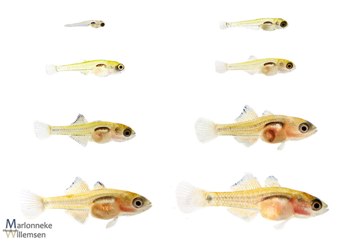 Overzicht van de groei en ontwikkeling van een Pauwooggrondel, Tateurndina ocellicauda in de eerste 7 weken van zijn leven