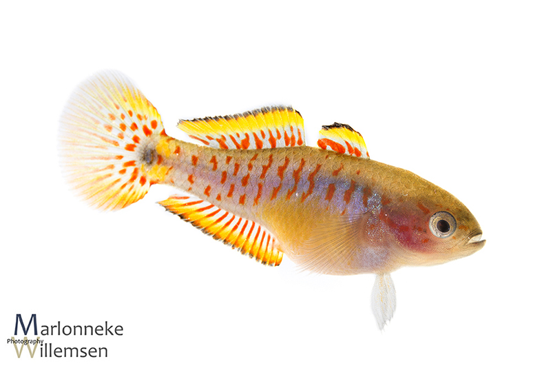 Pauwooggrondel_vrouwtje Pauwooggrondel, Tateurndina ocellicauda, vrouwtje