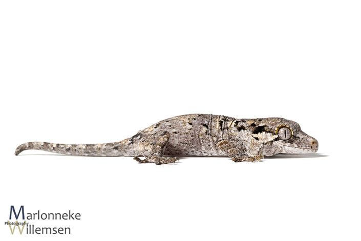 Gargoyle gekko, Rhacodactylus auriculatus enkele uren oud