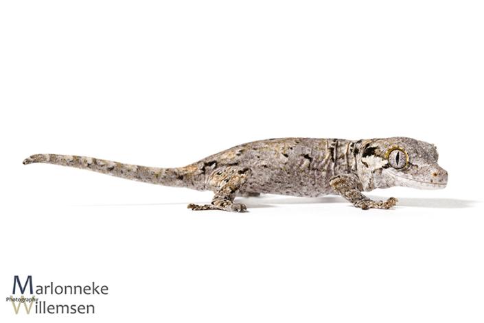 Gargoyle gekko, Rhacodactylus auriculatus 1 week oud