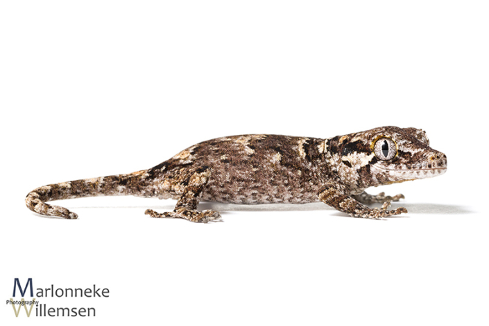 Gargoyle gekko, Rhacodactylus auriculatus 2 weken oud