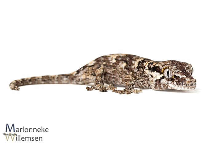 Gargoyle gekko, Rhacodactylus auriculatus 3 weken oud