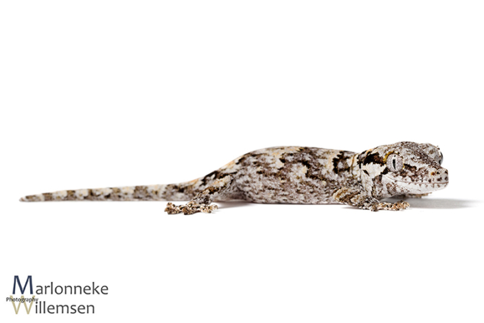 Gargoyle gekko, Rhacodactylus auriculatus 4 weken oud