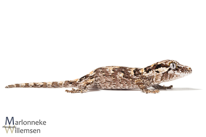 Gargoyle gekko, Rhacodactylus auriculatus 5 weken oud