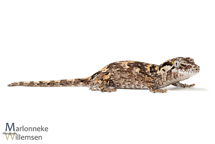 Gargoyle gekko, Rhacodactylus auriculatus 6 weken oud