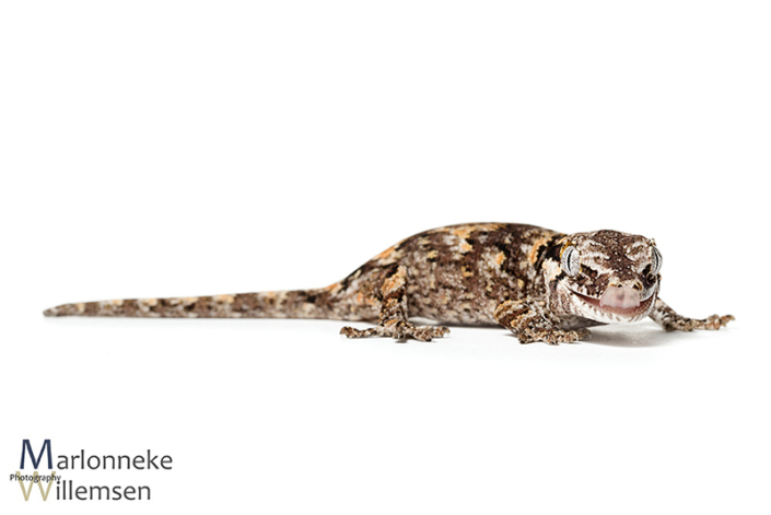 Gargoyle gekko, Rhacodactylus auriculatus 7 weken oud