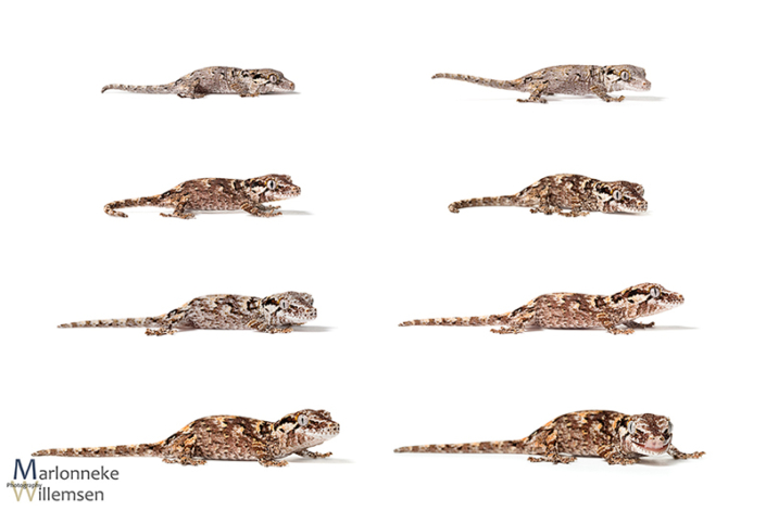 Overzicht van de groei en ontwikkeling van een Gargoyle gekko, Rhacodactylus auriculatus in de eerste 7 weken van zijn leven