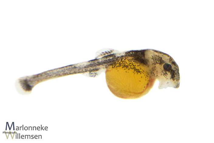 Zweepstaartmeerval, Rineloricaria lanceolata enkele uren oud