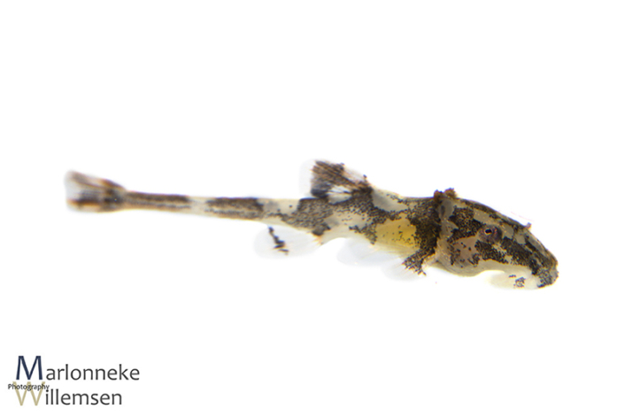 Zweepstaartmeerval, Rineloricaria lanceolata 5 dagen oud