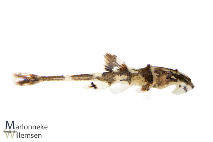 Zweepstaartmeerval, Rineloricaria lanceolata 10 dagen oud
