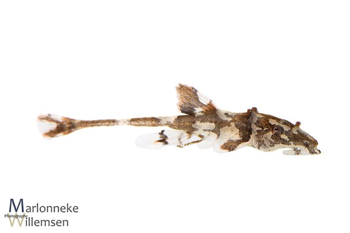 Zweepstaartmeerval, Rineloricaria lanceolata 15 dagen oud