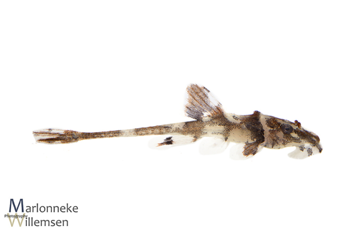 Zweepstaartmeerval, Rineloricaria lanceolata 20 dagen oud