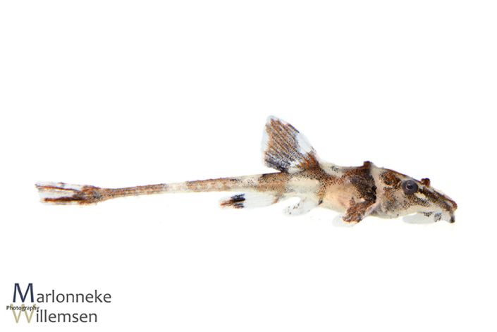 Zweepstaartmeerval, Rineloricaria lanceolata 25 dagen oud