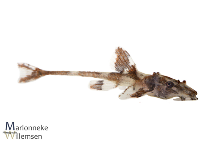 Zweepstaartmeerval, Rineloricaria lanceolata 30 dagen oud