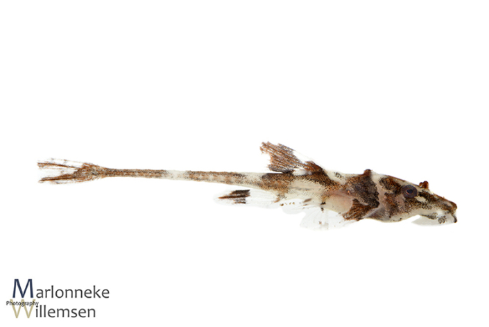 Zweepstaartmeerval, Rineloricaria lanceolata 5 weken oud