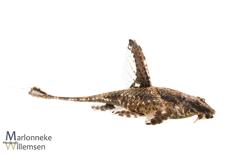 Zweepstaartmeerval, Rineloricaria lanceolata vrouwtje