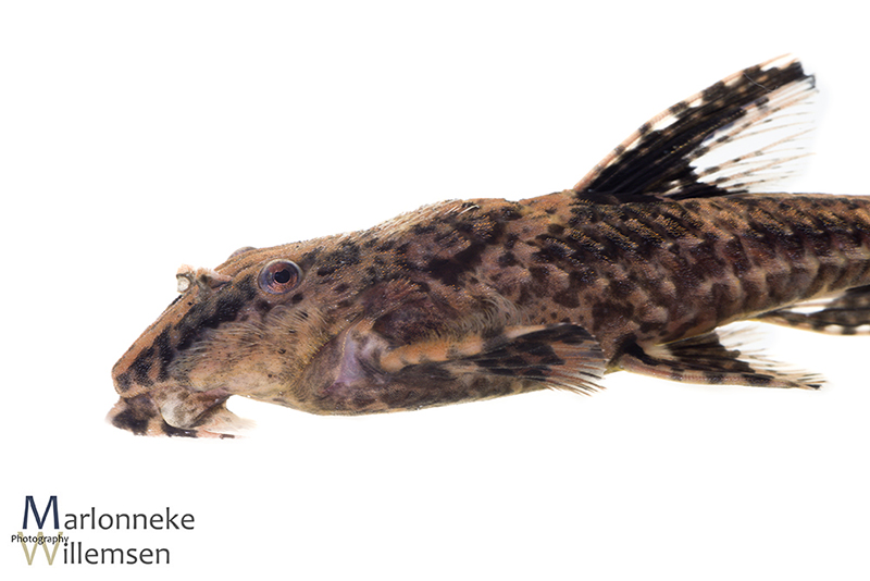 Zweepstaartmeerval, Rineloricaria lanceolata mannetje